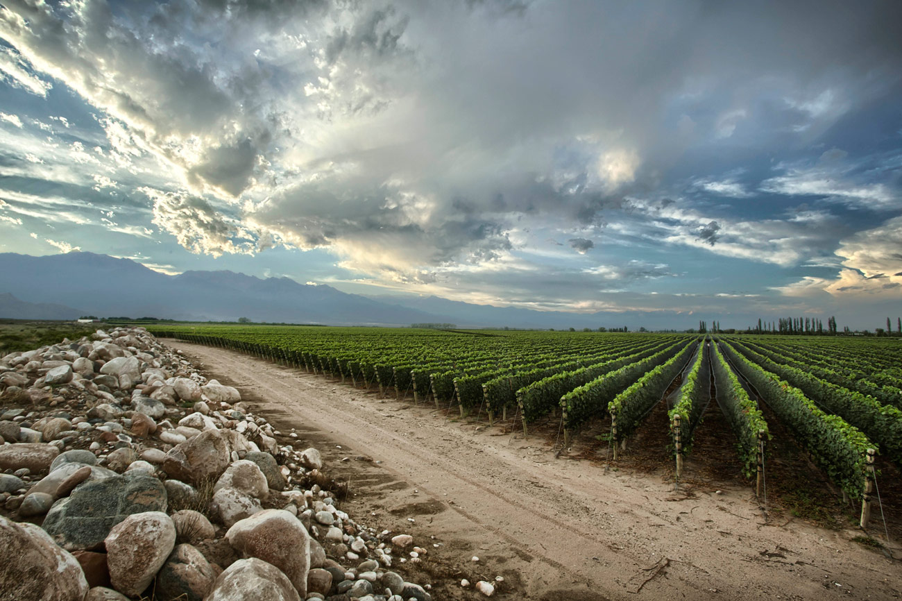 Lograr que las uvas expresen la identidad de su origen.