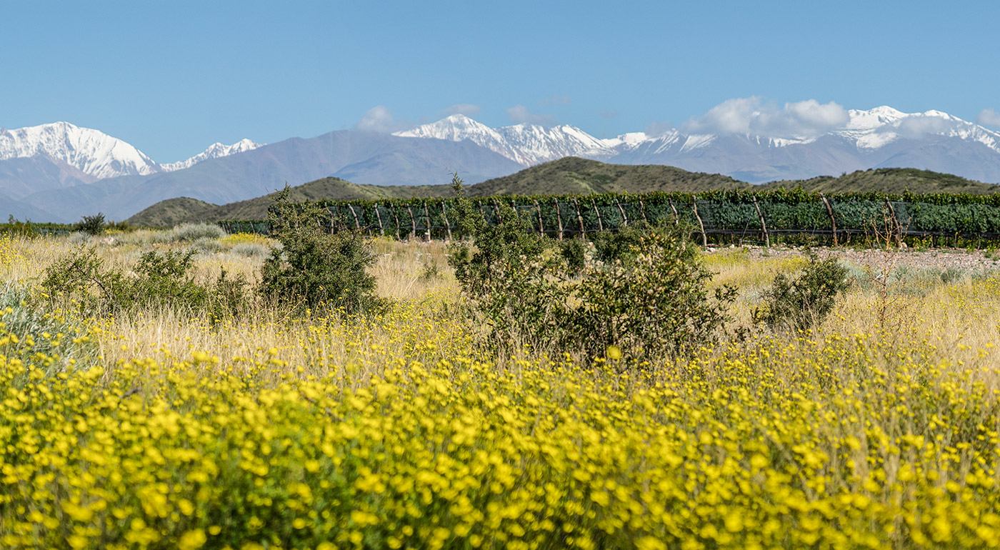 Finca-Las-Cerrilladas